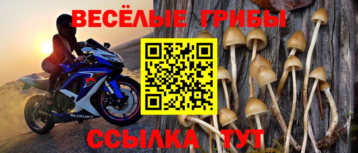 Галлюциногенные грибы Psilocybine cubensis Татарск